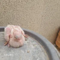 جوجه کبوتر طوقی