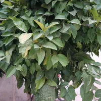 فروش درخت بلنگ ثمری