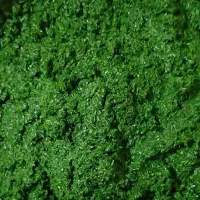 سبزی خردکنی ریحان