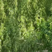 باغچه-فرخ-اباد