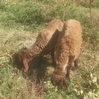 گوسفند ماده