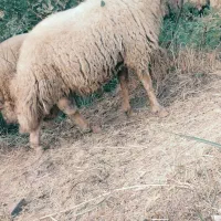 قوچ سنجابی اصیل|حیوانات مزرعه|سرپل ذهاب, |دیوار