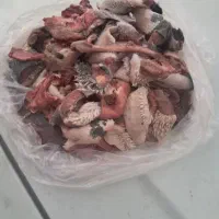 غذای سگ گوشت بدون استخوان