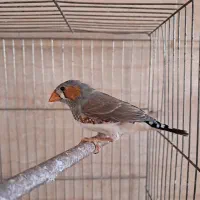 فنچ نر|پرنده|قزوین, |دیوار