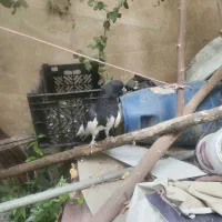 کبوتر