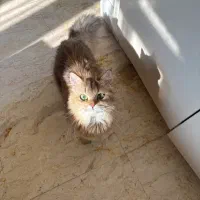 بیریتیش لانگ هیر