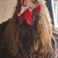مرغ و خروس