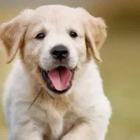 قبول واگذاری