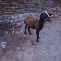 گوسفند توغلی