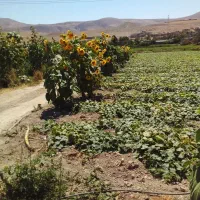 کارگر همراه با سرویس