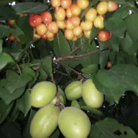 باغ ویلا1600متری جاده آتشگاه سه نبش معاوضه اقساط