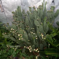 انواع گل