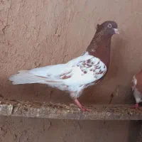 کله زرد سرخ|پرنده|آشخانه, |دیوار