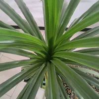 گل پاندانوس 7ساله|گل و گیاه طبیعی|قم, انسجام|دیوار