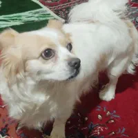 سگ اشپیتز ماده