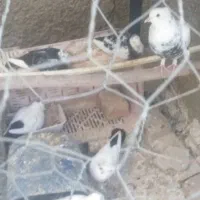 کبوتر8عدد