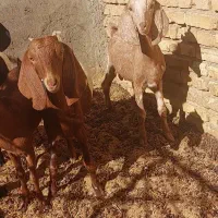 بز پاکستانی|حیوانات مزرعه|شیراز, اصلاح‌نژاد|دیوار