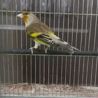 سهره قناری دهندار