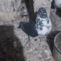 کفتر یا پرنده|پرنده|ساوه, |دیوار