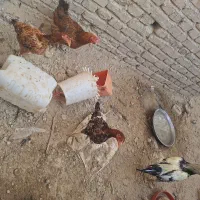 فروش ماکیان و مرغ نسل دار|حیوانات مزرعه|سراوان, |دیوار