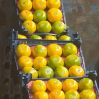 پخش میوه درجه یک مراسم تولد نامزدی عروسی ختم|خدمات پذیرایی، مراسم|فردیس, ثابتی|دیوار