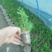 کامیس نوکدار اصل|خدمات باغبانی و درختکاری|کلاچای, |دیوار