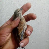 پرنده سینه سرخ خوب|پرنده|شیراز, دروازه قران|دیوار