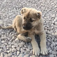 توله سگ سرابی