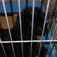 سگ عروسکی شیتزو