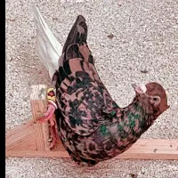 کفترا‌هم‌هوایی‌وجفتکاه‌عکس‌اول‌نمایشی‌است|پرنده|تربت‌حیدریه, دیزقند|دیوار