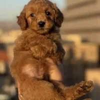 فروش توله دو ماهه ، پودل اصل|سگ|قزوین, |دیوار