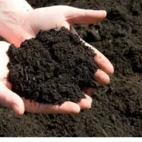 بار گوسفند