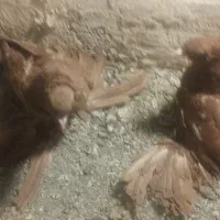 جفت کبوتر پاپر کاکلی خیلی قشنگ سر حال|پرنده|پیرانشهر, |دیوار