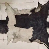 پوست دباغی شده بز