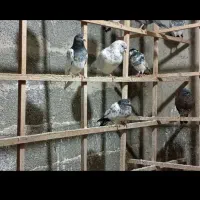 کبوتر پرشی