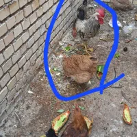 مرغ وخروس عربی