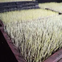 نشا برنج هاشمی و دم سیاه