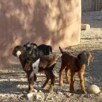 فروش کهره شیری