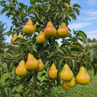 بازار گسترده باغداری و گلخانه|گل و گیاه طبیعی|سنندج, |دیوار