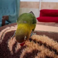 طوطی|پرنده|گنبد کاووس, |دیوار