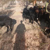 فروشی شیشک قوچ