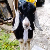 بزغاله تیز و سرحال نژاد دار زیبا