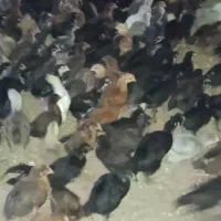 فروش جوجه جهادی ۳۵ روزه درجه ۱|حیوانات مزرعه|مرودشت, محمد آباد|دیوار