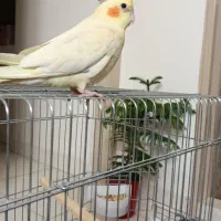 عروس هلندی|پرنده|ری, دولت‌آباد|دیوار