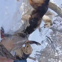 سگ سرابی|سگ|مریوان, |دیوار