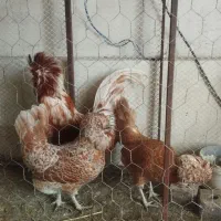 مرغ وخروس پولند