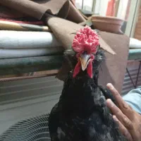 خروس گلین سیاه چهل تاج ریشو