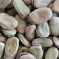 فروش،باقلا خشکبار
