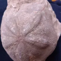 فسیل ستاره دریایی