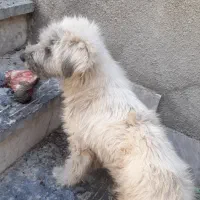 فروش سگ پشمالو سفید